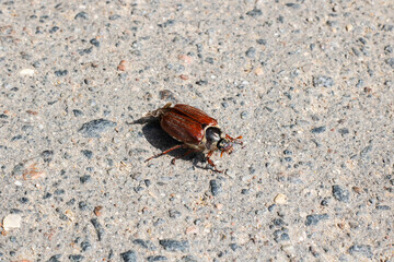 Brown may beetle sit on asphalt closeup