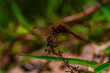 red dragonfly on a branch