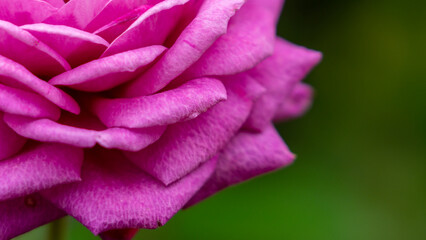 マットピンクな薔薇