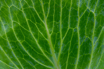 Cabbage close up in full of frame isolated on white background
