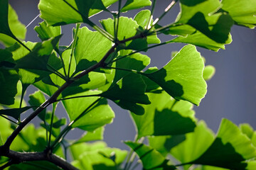 Background. Texture. Bottom up view through gingo biloba leaves on white clouds Close-up. coniferous plant
