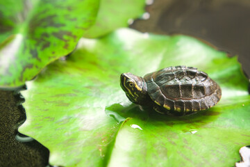Small cute snail-eating turtle on lotus leaf macro close-up.