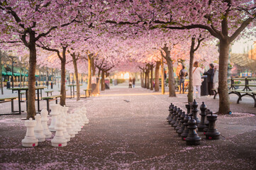 Chess pieces underneath blooming sakura trees in Kungsträdgarden, Stockholm, Sweden - obrazy, fototapety, plakaty