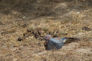 Fototapeta premium Laughing dove Spilopelia senegalensis sunbathing. Langue de Barbarie National Park. Saint-Louis. Senegal.