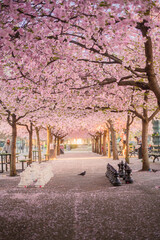 Chess pieces underneath blooming sakura trees in Kungsträdgarden, Stockholm, Sweden (vertical)
