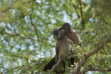 Brown babblers Turdoides plebejus grooming on a branch of gum acacia Senegalia senegal. Langue de Barbarie National Park. Saint-Louis. Senegal.