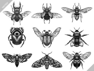 black and white engrave isolated insects vector illustration