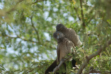 Brown babblers Turdoides plebejus grooming on a branch of gum acacia Senegalia senegal. Langue de Barbarie National Park. Saint-Louis. Senegal.