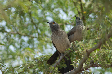 Brown babblers Turdoides plebejus on a branch of gum acacia Senegalia senegal. Langue de Barbarie National Park. Saint-Louis. Senegal.