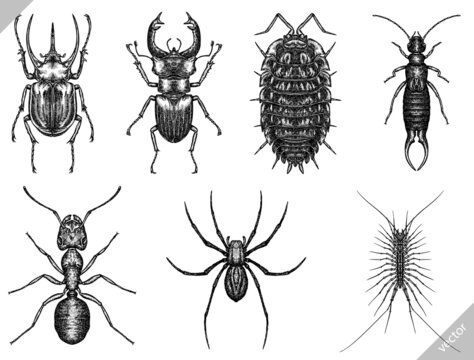 black and white engrave isolated insects vector illustration