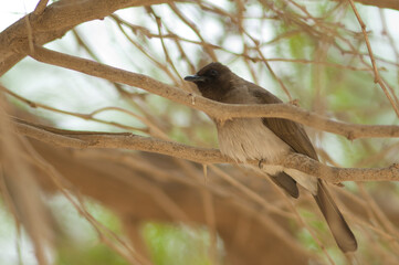 Common bulbul Pycnonotus barbatus on a branch. Langue de Barbarie National Park. Saint-Louis. Senegal.