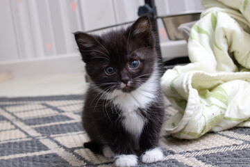 Muzzle of a black little kitten closeup portrait