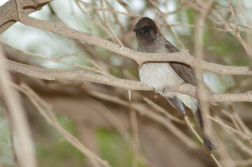 Common bulbul Pycnonotus barbatus on a branch. Langue de Barbarie National Park. Saint-Louis. Senegal.