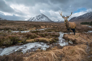 Composite image of red deer stag in Majestic Winter landscape image of River Etive in foreground with iconic snowcapped Stob Dearg Buachaille Etive Mor mountain in the background - 510203332