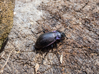 Macro of the Bronze ground beetle or bronze carabid (Carabus nemoralis) - a large, black ground...