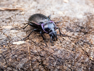 Macro of the Bronze ground beetle or bronze carabid (Carabus nemoralis) - a large, black ground beetle with coppery sheen and the edges of its elytra iridescent purple