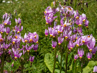 Pink-flowered flowers of Primula meadia, the shooting star or eastern shooting star (Dodecatheon meadia) flowering in the garden with green background