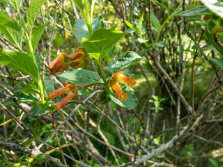 Bearberry honeysuckle, bracted honeysuckle or twin-berry (Lonicera involucrata var. ledebourii)...