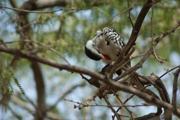 Northern red-billed hornbill Tockus erythrorhynchus kempi preening. Langue de Barbarie National Park. Saint-Louis. Senegal.