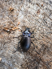 Macro of the Bronze ground beetle or bronze carabid (Carabus nemoralis) - a large, black ground beetle with coppery sheen and the edges of its elytra iridescent purple