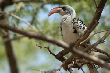 Northern red-billed hornbill Tockus erythrorhynchus kempi. Langue de Barbarie National Park. Saint-Louis. Senegal.