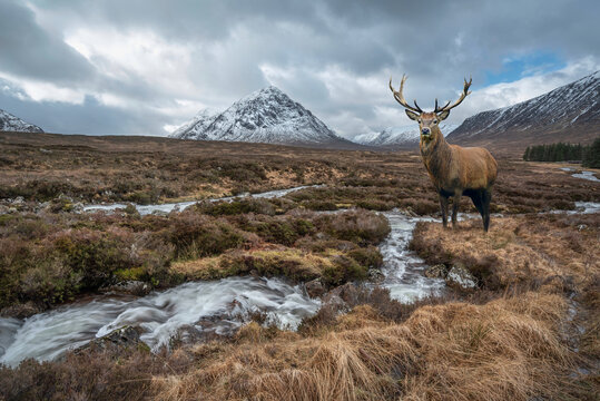 Composite image of red deer stag in Majestic Winter landscape image of River Etive in foreground with iconic snowcapped Stob Dearg Buachaille Etive Mor mountain in the background
