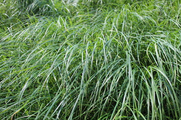 green grass background