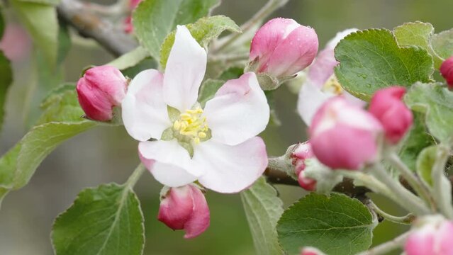 One of the blooming flowers of the apple tree as seen on a closer look in Estonia