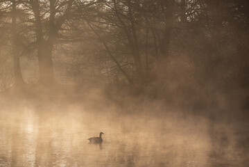 Beautiful landscape image of Canada Goose at sunrise mist on urban lake with sun beams streaming through tress lighting up water surface