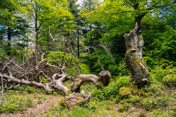 old tree in the forest