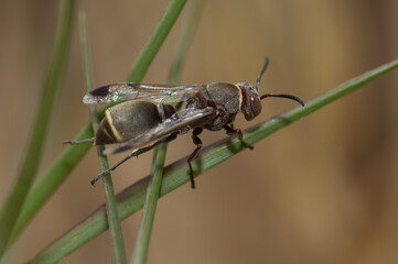 Paper wasp Ropalidia sp on grass. Langue de Barbarie National Park. Saint-Louis. Senegal.