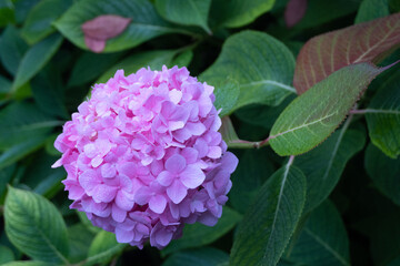 pink and purple hydrangea blossom