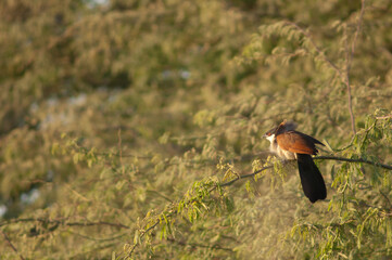 Senegal coucal Centropus senegalensis on a branch of gum acacia Senegalia senegal. Langue de Barbarie National Park. Saint-Louis. Senegal.