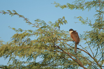 Senegal coucal Centropus senegalensis on a branch of gum acacia Senegalia senegal. Langue de Barbarie National Park. Saint-Louis. Senegal.