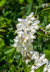 White acacia, flowers on a tree, nature.