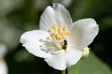 Small bee close-up on a flower of a white tree.