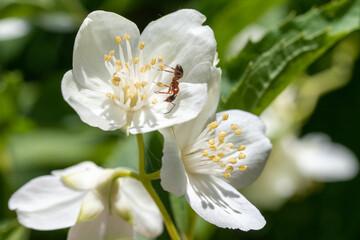 Fototapeta na wymiar Close-up of an ant on a white tree flower.