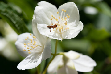 Naklejka na ściany i meble Close-up of an ant on a white tree flower.