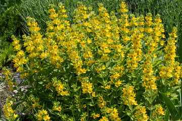 Yellow flowers of dotted loosestrife or large yellow loosestrife or circle flower or spotted...