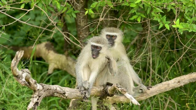 Gr&uuml;nmeerkatzen im Naturreservat Hluhluwe Nationalpark S&uuml;dafrika