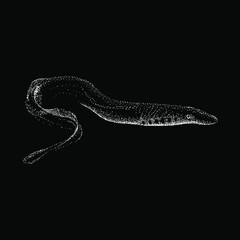 Naklejka premium Lamprey hand drawing vector illustration isolated on black background
