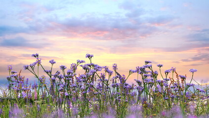 sunset sky and  lavender  wild flowers herbs at green field in countryside   sun light   clouds ...