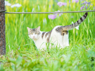 Stray Cat in the Garden