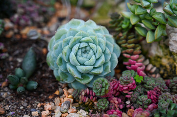 Echeveria ‘Green Gilva’ – Wax Rosette a Succulent plants flowers in garden