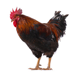Rooster isolated on white background. Farm animals. Chicken with clipping path. © vandycandy