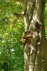 detail on a tree in Wachtebeke, Belgium