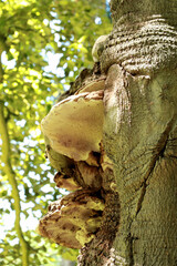 detail on a tree in Wachtebeke, Belgium