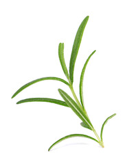 Sprig of fresh rosemary isolated on white background. Rosemary branch.