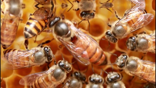 Queen Bee, Queenbee (Apis cerena indica) on honey comb.