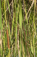 Broadleaf cattails Typha latifolia in the Oiseaux du Djoudj National Park. Saint-Louis. Senegal.